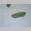 Leaf 10er 02.jpg